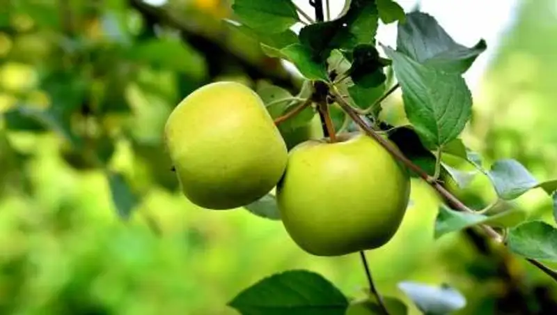 Кому нельзя есть зеленые яблоки, рассказала врач