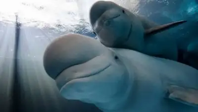 Zakon.kz, фото - Новости Zakon.kz от 07.03.2016 21:18