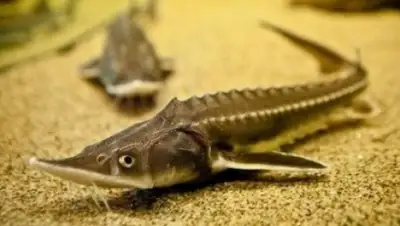 Zakon.kz, фото - Новости Zakon.kz от 28.06.2015 17:28