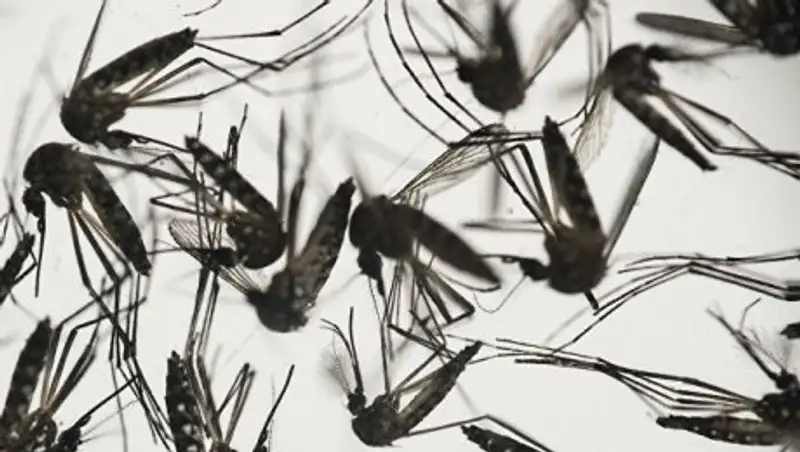 В провинциях Таиланда всех беременных женщин проверят на вирус Зика