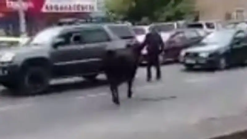 Бык, разгуливающий в центре Бишкека, забодал двух человек