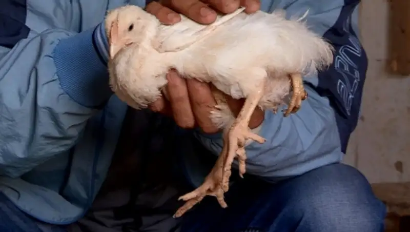 В Шымкенте вылупился трехлапый цыпленок