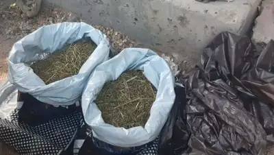 Более 7 кг марихуаны изъяли полицейские у жителя Шымкента, фото - Новости Zakon.kz от 27.07.2022 18:22