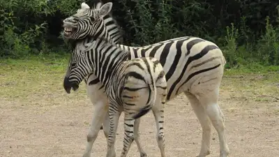 В зоопарке Алматы поселились полосатые питомцы, фото - Новости Zakon.kz от 03.08.2023 19:22