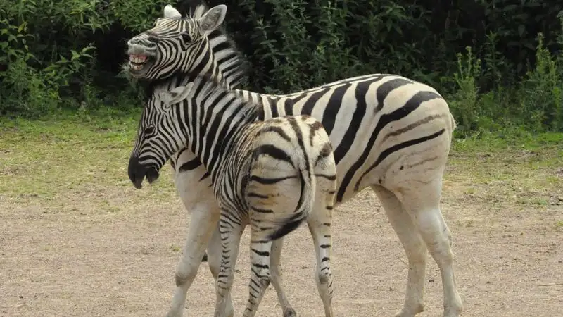 В зоопарке Алматы поселились полосатые питомцы