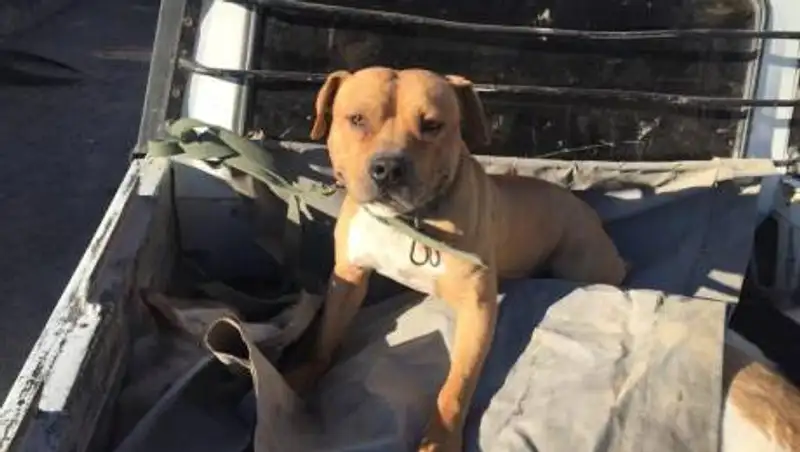 Собака искусала ребенку голову в Атырау