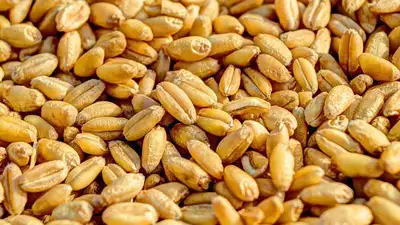 Казахстан пшеница вывоз нарушение