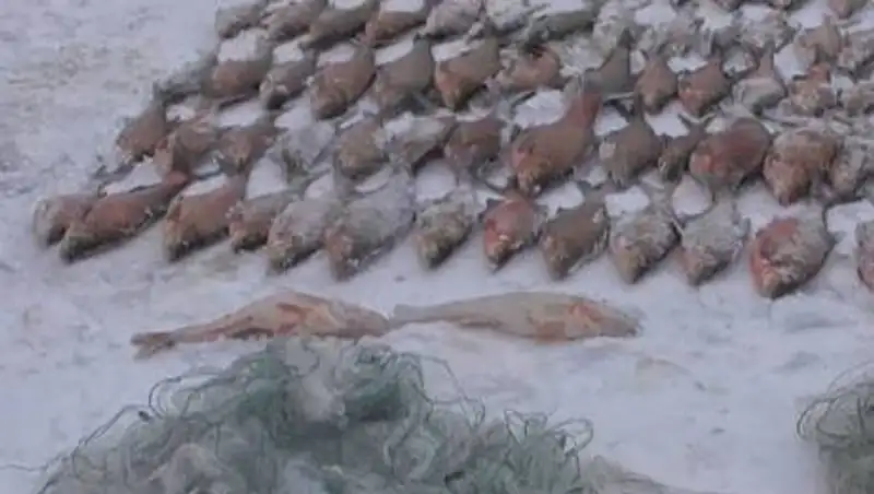 330 килограммов рыбы нелегально перевозили жители Актюбинской области