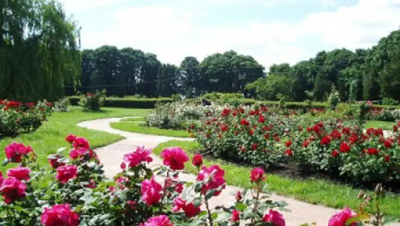 Ботанический сад в Астане откроют летом 2018 года