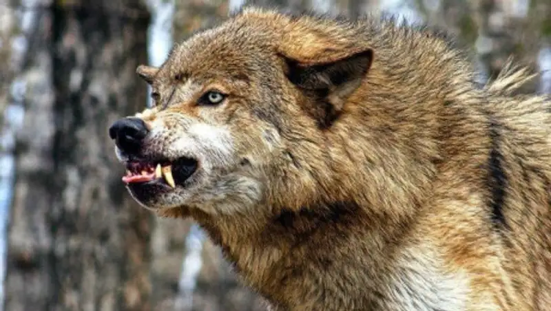 Волк напал на женщину с ребенком в Костанайской области