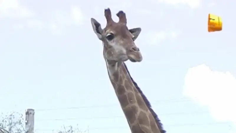 Жители Актобе вступились за жирафа из частного зоопарка