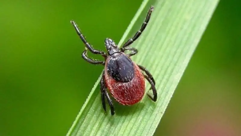 В Алматы от укусов клещей пострадало более 500 человек