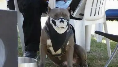 Zakon.kz, фото - Новости Zakon.kz от 11.11.2017 10:47