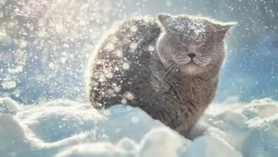 Zakon.kz, фото - Новости Zakon.kz от 22.01.2017 12:00