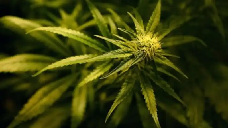 В Нидерландах поддержали легализацию выращивания марихуаны