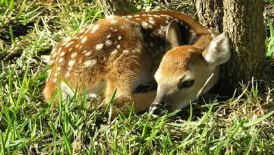 Фото: zoofirma.ru, фото - Новости Zakon.kz от 18.01.2018 11:30