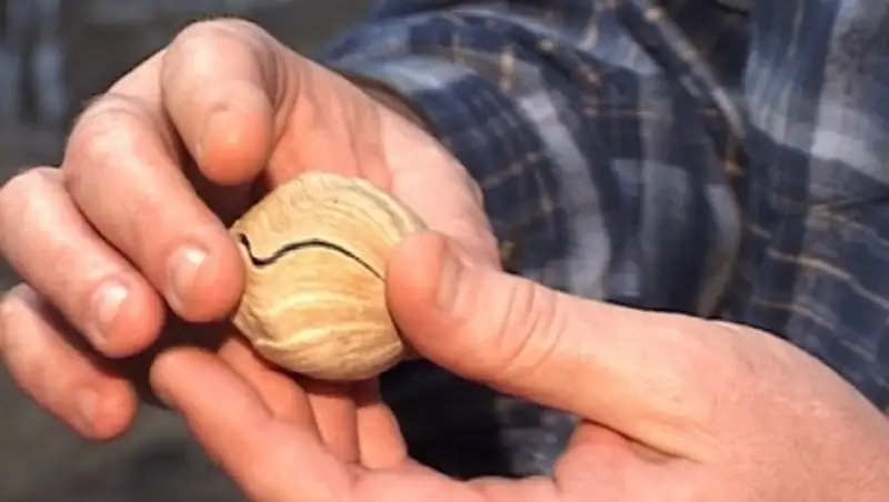 Останки динозавров обнаружили в Костанайской области