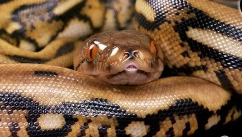 В Йошкар-Оле полицейские изловили на улице двухметрового питона