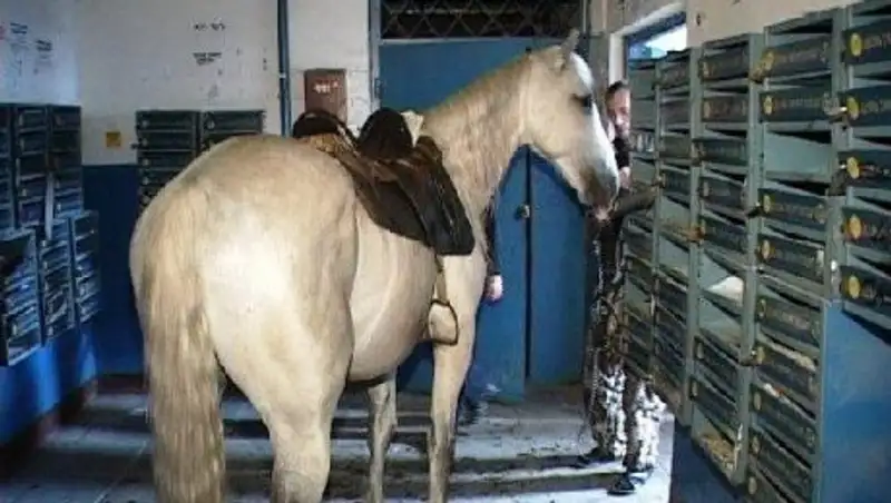 В Казнете обсуждают видео с конем в подъезде