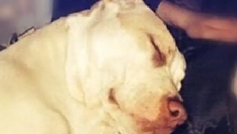 В Австралии питбуль спас мальчика, которого топила собственная мать