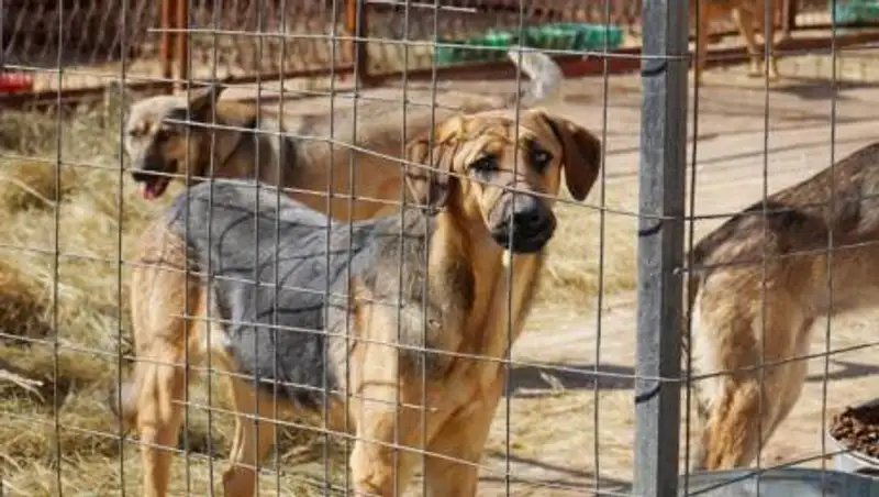 Изнасилование собак в Нур-Султане: подозреваемые до сих пор не установлены