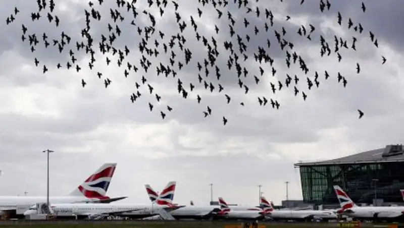 Птицы против самолетов. Как пернатые угрожают безопасности полетов