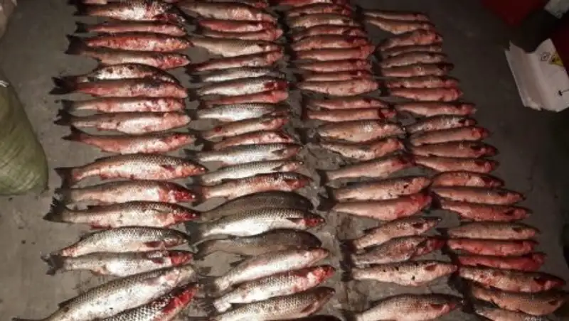 Полицейские Алматинской области задержали браконьера с двумя тоннами рыбы