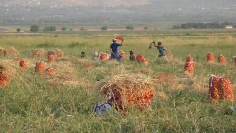 За "красивыми" отчетами не видно реальной картины - сенатор об аграрной отрасли
