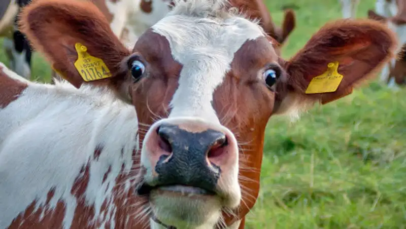 Штрафстоянка для коров появилась в России