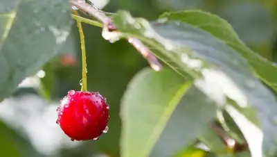 pixabay.com, фото - Новости Zakon.kz от 24.07.2020 11:37