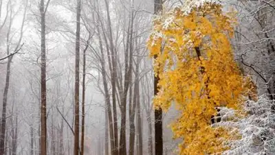 pixabay.com, фото - Новости Zakon.kz от 02.11.2020 17:23