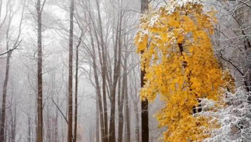 Какая погода будет в ноябре