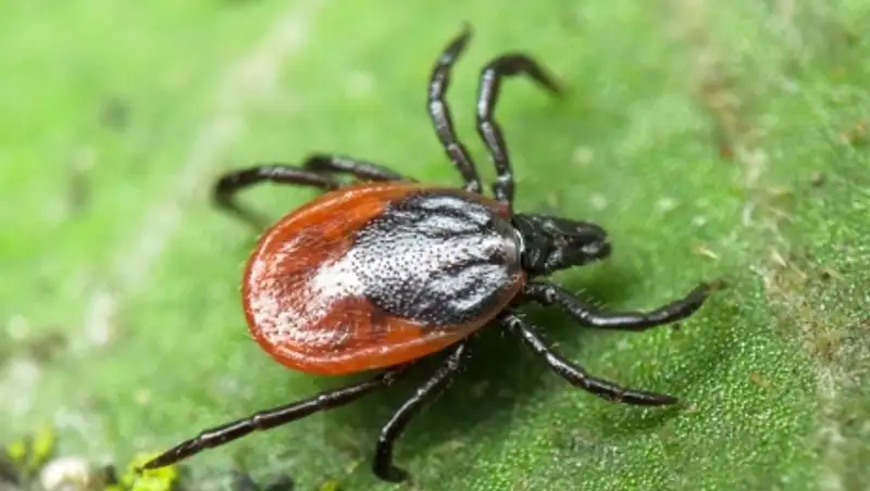 Өскеменде мыңнан астам адамды кене шаққан