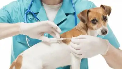 pixabay.com, фото - Новости Zakon.kz от 31.03.2021 10:11