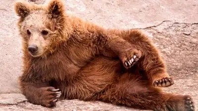 tashlentzoo.uz, фото - Новости Zakon.kz от 16.05.2021 06:09