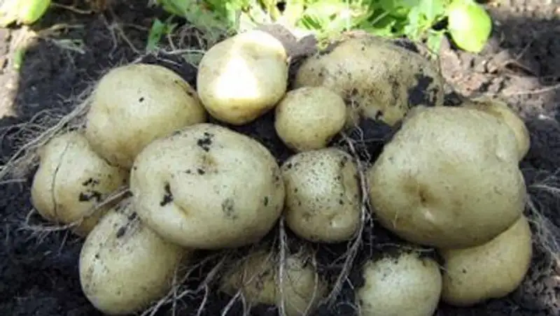 Актюбинские селекционеры вывели два новых сорта картофеля