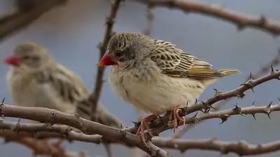 В Кении объявили войну миллионам птиц после их набегов на посевы, фото - Новости Zakon.kz от 21.01.2023 13:13