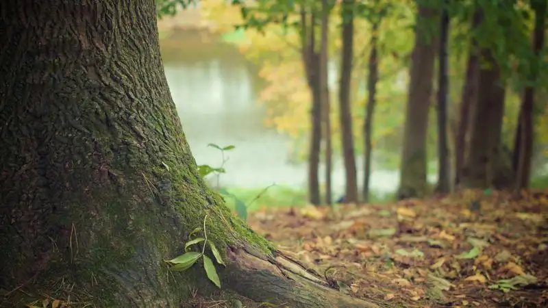Сотрудников "Ертіс орманы" подозревают в незаконной вырубке леса