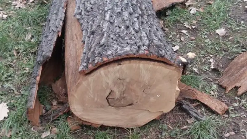 В Парке 28 гвардейцев-панфиловцев рубят деревья