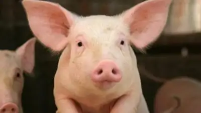 Zakon.kz, фото - Новости Zakon.kz от 27.01.2017 13:30