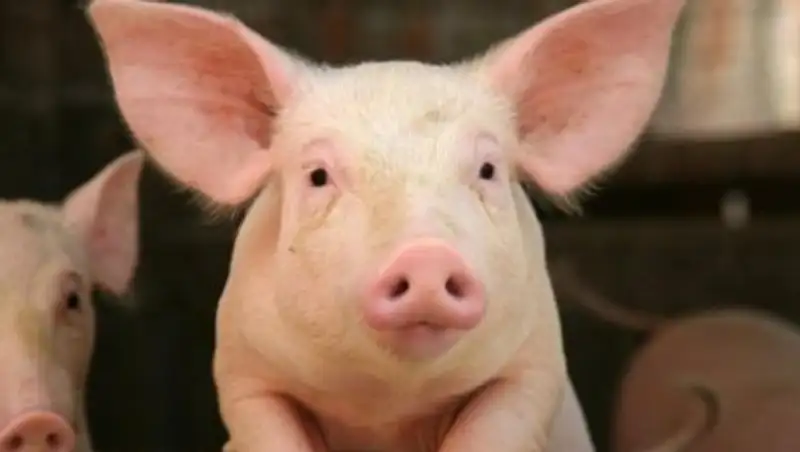 В США создали зародыш гибрида человека и свиньи