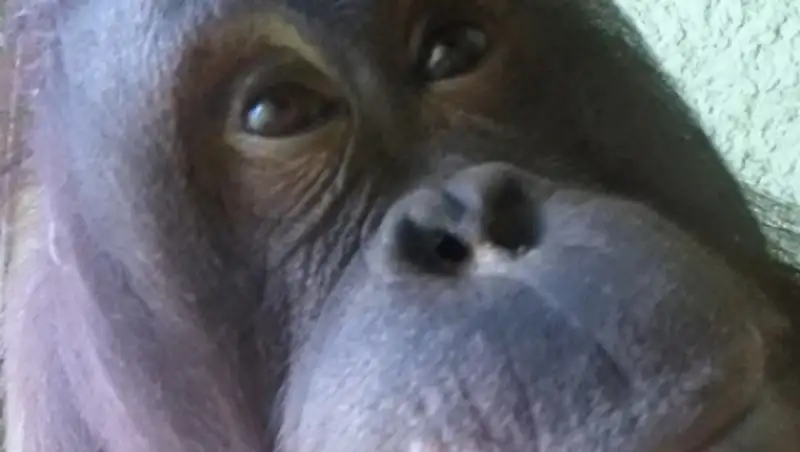 Орангутанги из Великобритании научились делать селфи