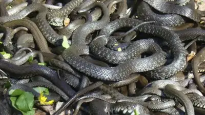 Zakon.kz, фото - Новости Zakon.kz от 18.08.2017 15:55