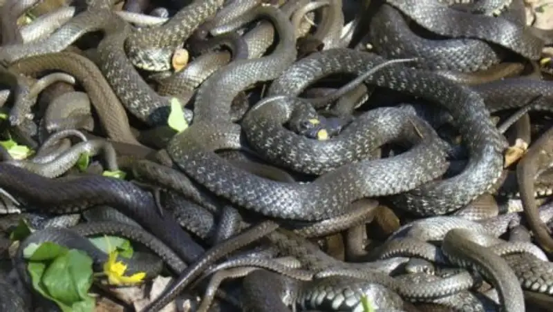 Змеи атакуют дома шымкентцев