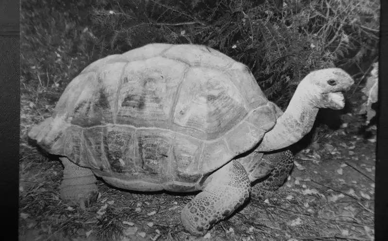 черепаха зоопарк Алматы, фото - Новости Zakon.kz от 27.02.2023 15:25
