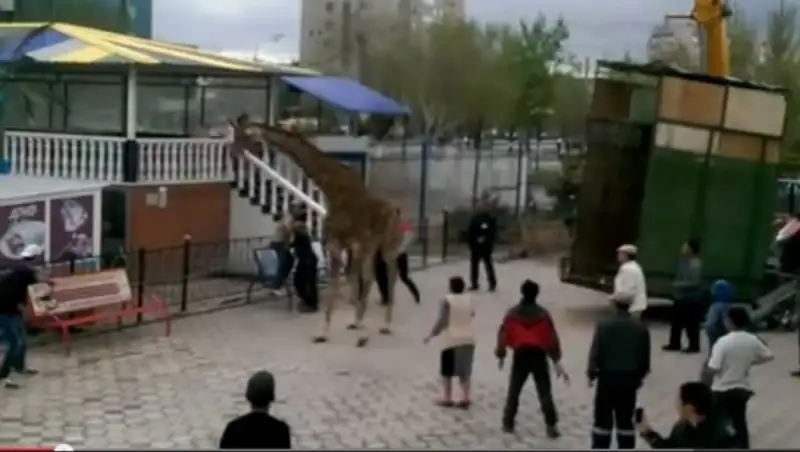 Содержанием и транспортировкой жирафа, живущего у мечети, шокированы в Актобе 