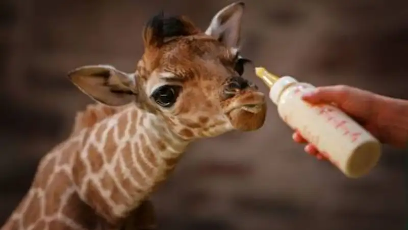 Беби-бум во время карантина произошел в Алматинском зоопарке