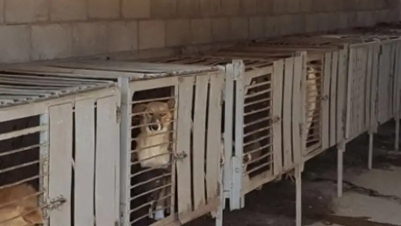 Способы отлова бродячих собак в Алматы прокуратура признала негуманными