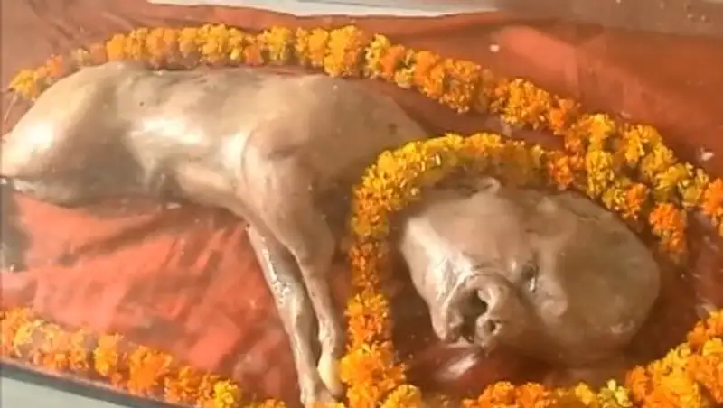 В Индии на свет появился телёнок с «человеческим лицом»