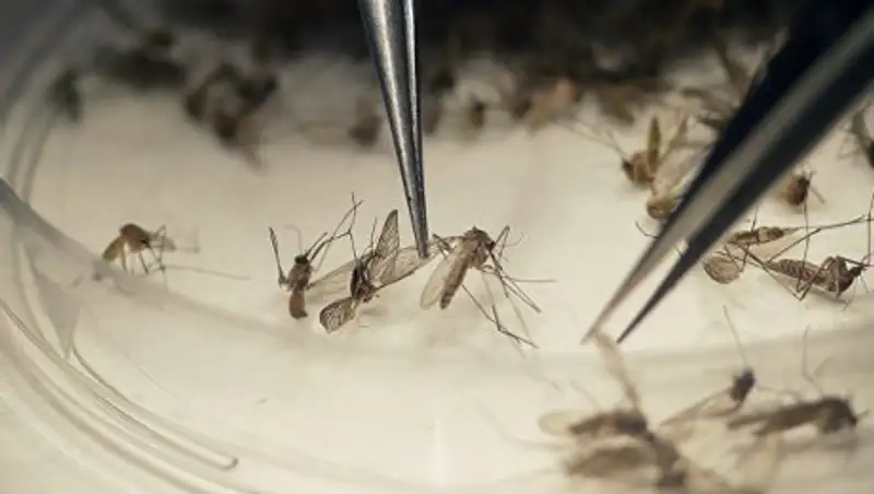 Найдена убивающая комаров таблетка